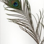 1260834_peacock_feather
